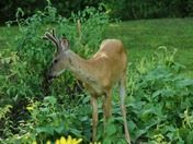 Buck  Deer