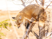 Fox in a tree