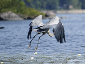 Coming in for landing 