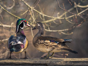 Wood Ducks in Love