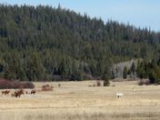 Wild Horses & Bull Caribou