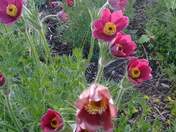 Wildflowers Delight!