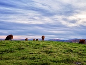 Sunset of cows