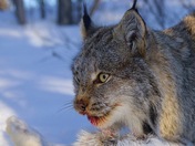 The lynx and the hare