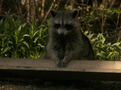 Racoon    