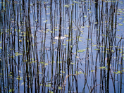 Into the reeds