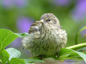 Pine Siskin