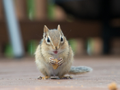 Chippy Shot by Sylvain Champagne