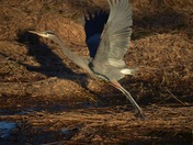 Blue heron 