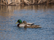 Mallard Pair