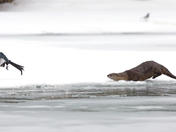 Tag with an River Otter and a Magpie, Banff National Park