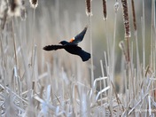 Flying Red-Winged Blackbird 