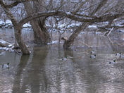 New Duck-road! Let's go!