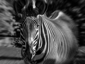Zebra Zoom