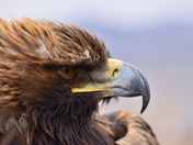 A Golden Eagle