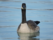 Stay away from my nest