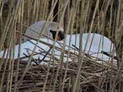 Nesting Swan
