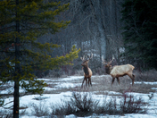 Elk in the Trees