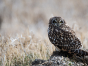 Short Eared Owl on the Prairies