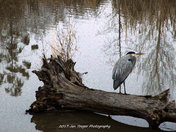 Blue Heron
