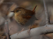 Winter Wren
