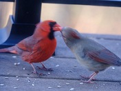 Male cardinal feeding female