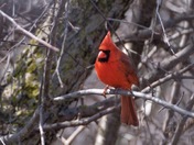 Cardinal in tree