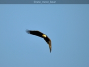 A bald eagle banking a turn 