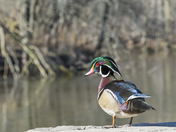 Wood Duck