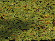 red ones green and bue ones living to gather 