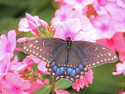 red ones green and bue ones living to gather 