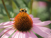 red ones green and bue ones living to gather 