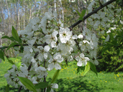 red ones green and bue ones living to gather 