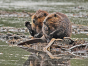 red ones green and bue ones living to gather 