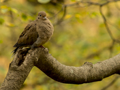 Mourning Dove