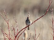 Song Sparrow Singing