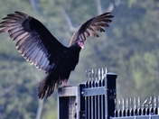 Turkey Vulture gives on a show