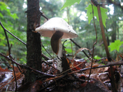 Resicoling  In the fall 