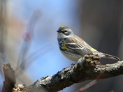 Yellow Rumped Warbler