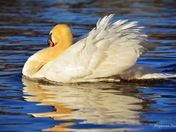 White Swan in the peaceful lake