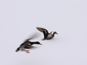 Mallard Ducks /winter 