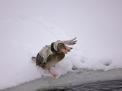 Mallard Ducks /winter 