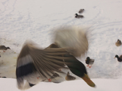 Mallard Ducks /winter 