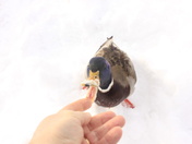 Feeding a Mallard 