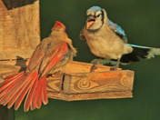 Red And Blue/ food fite 