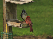 Red And Blue/ food fite 