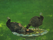 Baby Bath / feeding togather