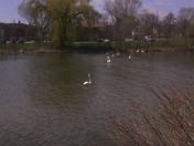 Swans meeting.