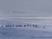 Muskoxen in the deep blue-2272