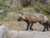 Red fox on the move 